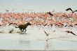 Hyena is hunting for flamingos