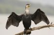 Cormorant is drying its wings