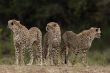 Cheetahs of Maasai Mara