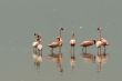 Flamingos of Nakuru lake