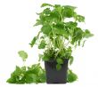 lemon balm on white