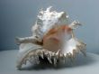Greater sea cockleshell