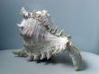 Greater sea cockleshell