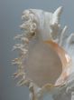 Greater sea cockleshell