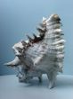 Greater sea cockleshell