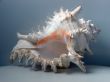 Greater sea cockleshell