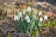 Snowdrop Flowers