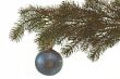Fir branch