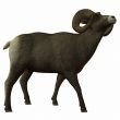 American Bighorn Sheep
