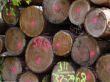 tree logs