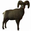 American Bighorn Sheep