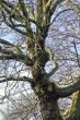 Old Gnarled Winter Tree