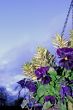 Hanging Basket Flowers Against Blue Evening Sky
