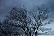 Winter Trees on a Stormy Evening