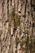 Bark of an old oak