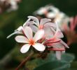 Flower of a ficus