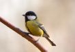 great tit