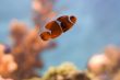 Clown fish