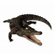 Crocodile