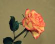 yellow-red rose