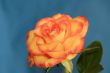 yellow-red rose