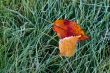 Late autumn