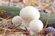 Puffballs