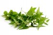 Stinging Nettle