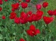 Flame of red flowers
