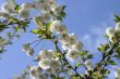 Small White Tree Blossoms