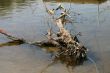 Dead Tree in River
