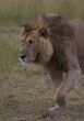 Lion of Maasai Mara