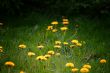 Dandylions