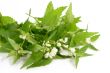 Stinging Nettles