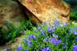 Wildflowers 6351