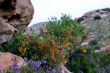 Wildflowers 6353