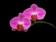 Orchid3