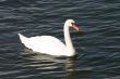 Swan on a Lake