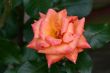 Pink and Red Rose