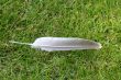 Lost Feather