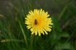 Small Wasp on a Dandilion