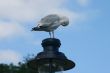 Seagull in Lamp Post