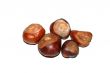Conkers