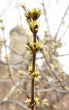 Kidneys on the branch