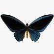 Butterfly-Birdwing