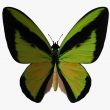 Butterfly-BirdwingZ