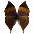 Butterfly-Indian Leaf