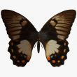 Butterfly-Orchard Swallow Tail