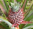 Pineapple Bud