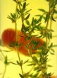 Suspended Chillies And Thyme